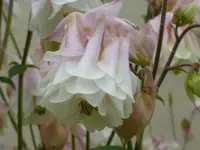 P1030345.webp