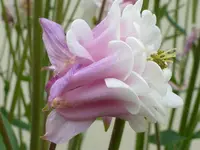 P1030348.webp