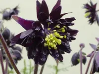 P1030351.webp