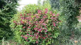 20150524_104943.webp