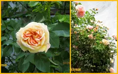 Rosen 2015Neuer Ordner1.webp