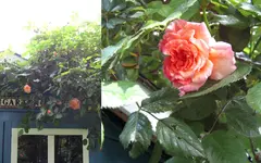 Rosen 2015Neuer Ordner2.webp