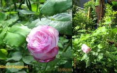 Rosen 2015Neuer Ordner7.webp