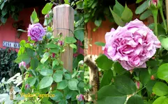 Rosen 2015Neuer Ordner8.webp