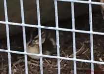 T_Stockenten Wildenten_E-Bombin Kücken_Gitter_groß__23.05.2015_mr.ditschy.jpg
