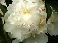 Pfingstrosenblüte_2.webp