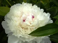 Pfingstrosenblüte_3.webp