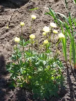100_6175.webp
