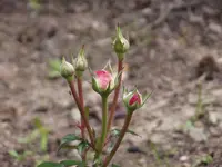 20150524 020.webp
