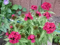 k-P1090296.webp