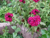 k-P1090298.webp