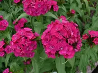 k-P1090301.webp