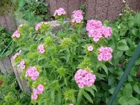 k-P1090302.webp