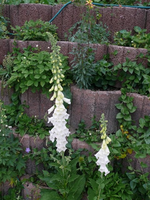 k-P1090293.webp