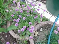 k-P1090294.webp