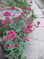 k-P1090295.webp