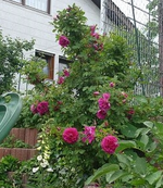 k-P1090303.webp