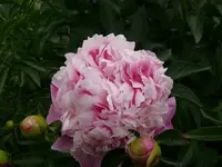 k-P1090308.webp