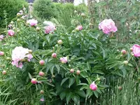 k-P1090310.webp