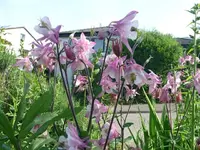 k-P1090281.webp