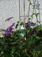 k-P1090283.webp