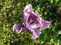 k-P1090285.webp