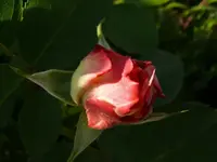 k-P1090287.webp