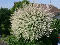 k-P1090288.webp