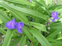 009.webp