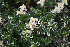 DSC_4504.webp