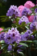 DSC_4510.webp