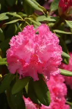 DSC_4514.webp
