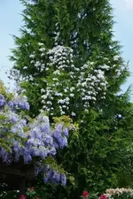DSC_4524.webp