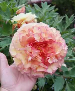 DSC_4525.webp