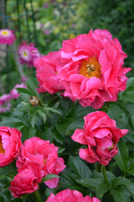 DSC_4527.webp