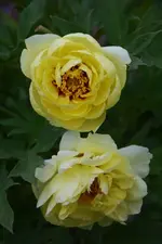 DSC_4529.webp