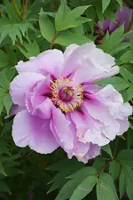 DSC_4531.webp