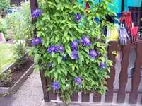 01 Hibiscus.webp