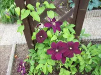 02 Hibiscus.webp