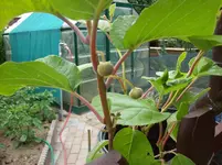 04 Kiwi.webp