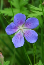 DSC_4505.webp