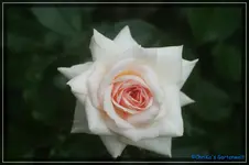 Schloss Eutin Strauchr.Kordes 2005.webp