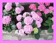 049.webp