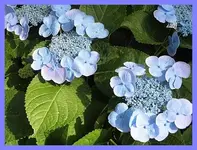 077.webp
