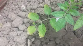 20150524_120722.webp