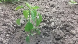 20150524_120808.webp