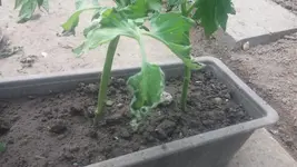 20150524_120821.webp