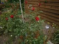 P5240174.webp
