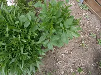 P5240177.webp