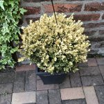 2015-05-24 Buchs1.jpg